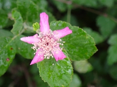Rubus ulmifolius