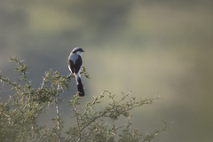 Lanius excubitoroides