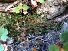 Selaginella watsonii