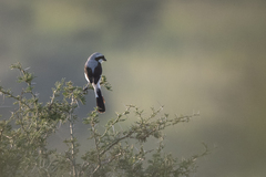 Lanius excubitoroides