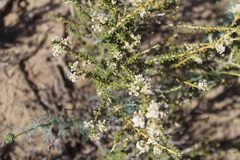 Acantholippia seriphioides