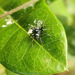 Phintella vittata