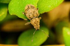 Pantomorus postfasciatus