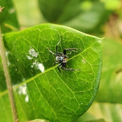 Phintella vittata