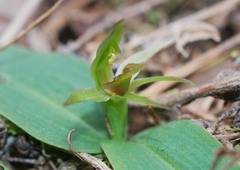 Chiloglottis cornuta