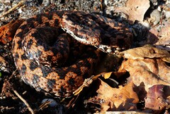 Vipera aspis zinnikeri