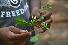 Syzygium aromaticum