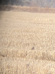 Calcarius lapponicus