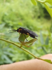 Adurgoa gonagra