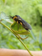 Adurgoa gonagra