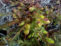 Gnidia humilis