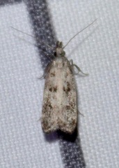 Dichomeris inversella
