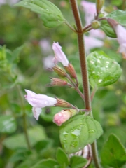 Clinopodium nepeta