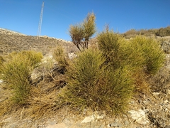 Genista umbellata