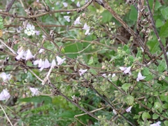 Clinopodium nepeta