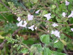 Clinopodium nepeta