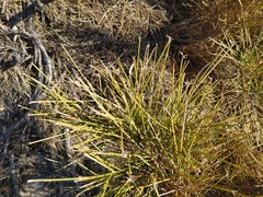 Genista umbellata