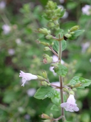 Clinopodium nepeta