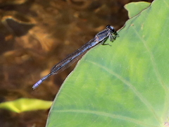 Pseudagrion draconis