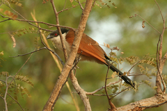 Centropus senegalensis