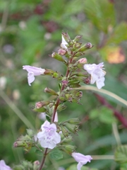 Clinopodium nepeta