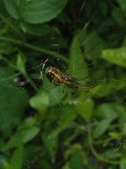 Leucauge