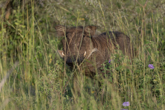 Phacochoerus africanus massaicus