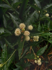 Cephalanthus glabratus
