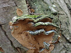 Phellinopsis conchata