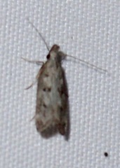 Dichomeris inversella