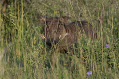 Phacochoerus africanus massaicus