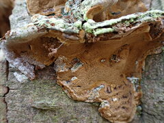 Phellinopsis conchata