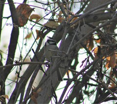 Baeolophus wollweberi