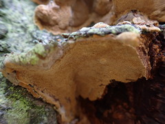 Phellinopsis conchata