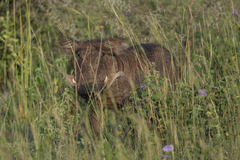 Phacochoerus africanus massaicus