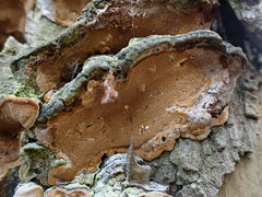 Phellinopsis conchata