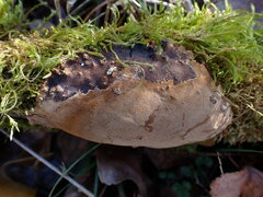 Fomitiporia punctata