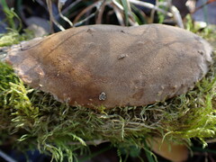 Fomitiporia punctata