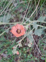 Sphaeralcea bonariensis