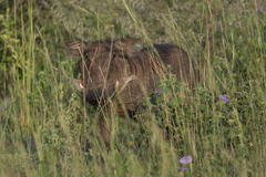 Phacochoerus africanus massaicus