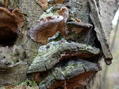 Phellinopsis conchata