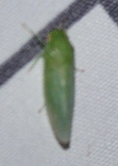Iassinae