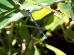 Pseudagrion draconis