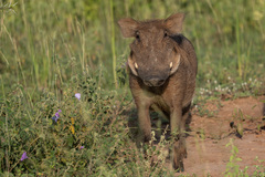 Phacochoerus africanus massaicus