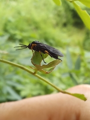 Adurgoa gonagra