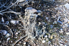 Pseudognaphalium beneolens