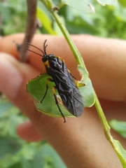 Adurgoa gonagra