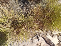 Genista umbellata