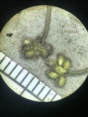 Ranunculus trichophyllus