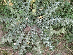 Asteraceae